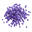 Probiotiques