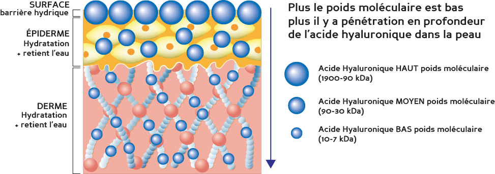 Acide_hyaluronique